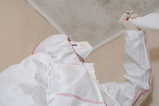 Best Attic Mold Removal  in Chapin, SC